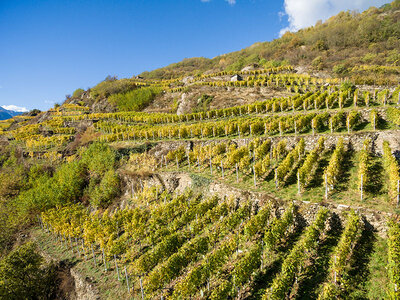 Cofanetto regalo Degustazioni enologiche per 2 in selezionate cantine della Lombardia