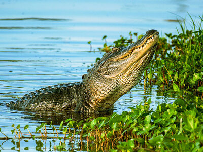 Florida med Everglades och the Keys: 5 dagar på 3* hotell