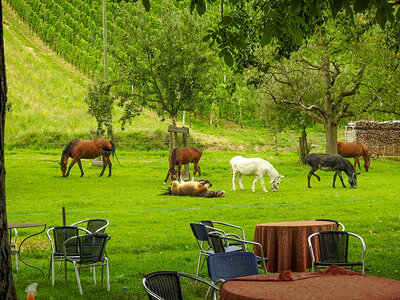 1 Übernachtung auf Stroh mit der Familie in der Nähe des Bodensees