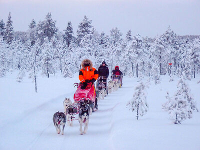 Cofanetto 2 notti sotto l'aurora boreale in Svezia e giro in slitta trainata dai cani