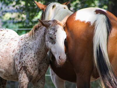 Cofanetto A cavallo in Piemonte: escursione guidata a cavallo di 1h per 1 persona