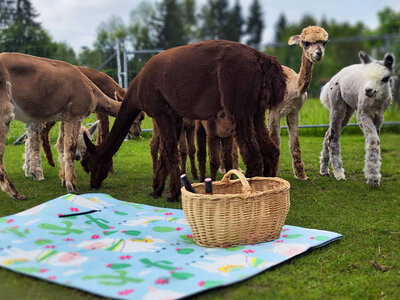 Alpakawanderung mit Picknick im Allgäu