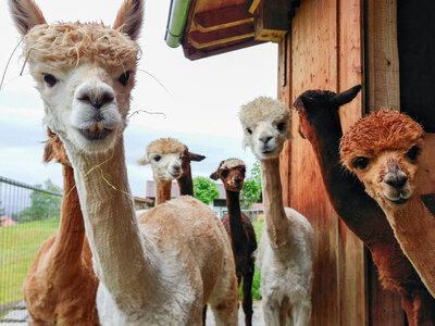 Box Keep calm and relax with alpacas!