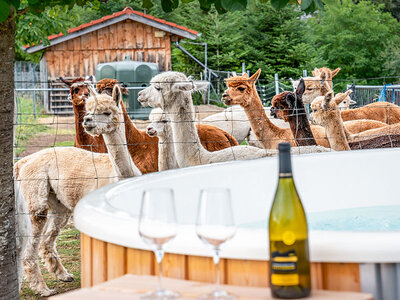 Geschenkbox Keep calm and relax with alpacas!