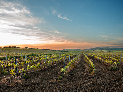 Coffret Découvertes œnologiques pour 2 : cours, dégustations ou visites de vignobles