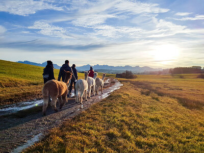 Gemütliche Alpaka-Wanderung im Allgäu für 1 Person