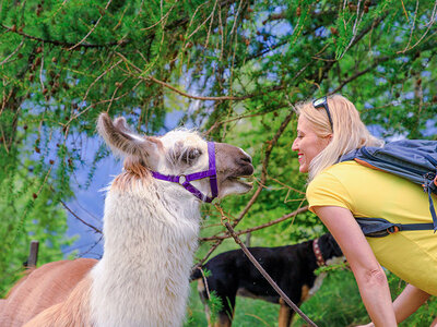 Geschenkbox Tierisches Abenteuer: Alpakawanderung im Allgäu