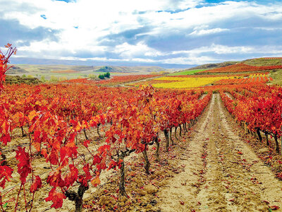 Caja regalo ¡De vinos por la DOCa Rioja! 1 visita a bodega y cata de vinos