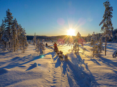 Nordlys i Sverige i tipi med helpension og hundeslædetur for 2