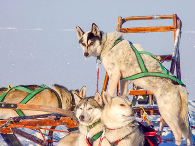 Vinteräventyr med norrskensspaning och hundsläde