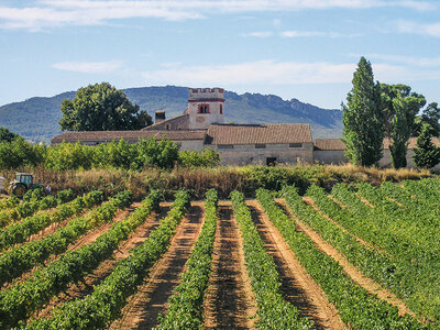 Caja regalo Bodegas J. Miquel Jané: visita, curso de cata y degustación de vinos para 2 personas