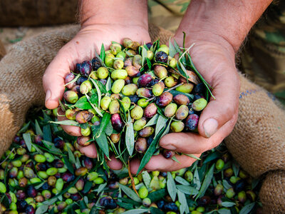 Cofanetto Degustazione di olio con guida Eataly in un autentico frantoio italiano