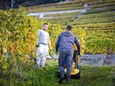 Dégustation de vins et visite de la cave à Lavaux