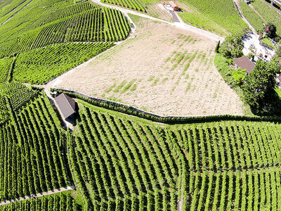 Geschenkbox Weinverkostung und Kellerbesichtigung in Lavaux