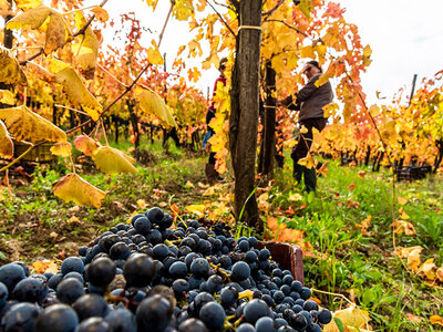 Degustazione con gli esperti di Vitigni Irpini e 2 bottiglie di vino