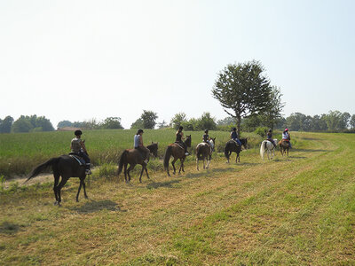 Nel verde della Brianza: 1 passeggiata a cavallo di 1h nei pressi di Como