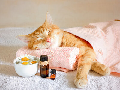 Cofanetto regalo Una Pausa Purr-fetta: 1 esperienza benessere di coppia per farsi coccolare