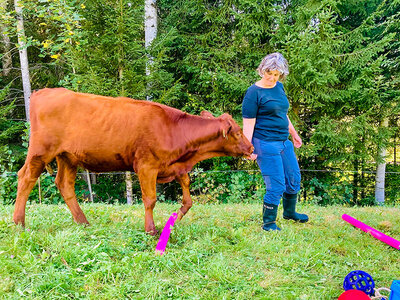 Moo-menti che scaldano il cuore: coccolare una mucca in Svizzera