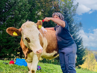 Cofanetto Moo-menti di coccole con le mucche in una fattoria vicino a Basilea per 4 persone