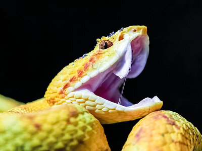 Boks Tæt på reptiler hos Terrariet