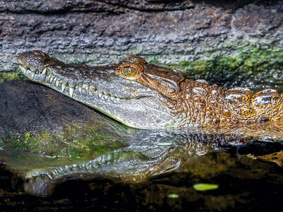 Tæt på reptiler hos Terrariet