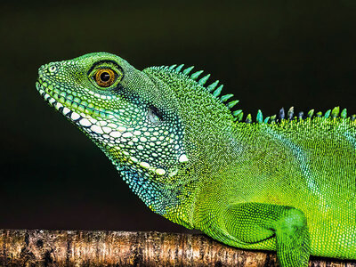 Gaveæske Tæt på reptiler hos Terrariet