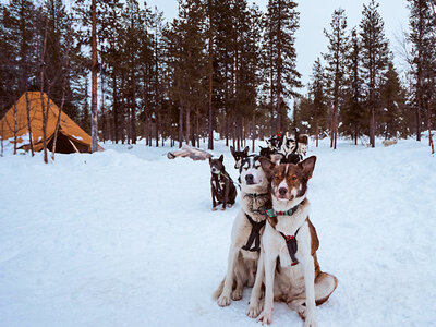 Doos Wintervakantie in Zweden met het noorderlicht en een huskysleetocht