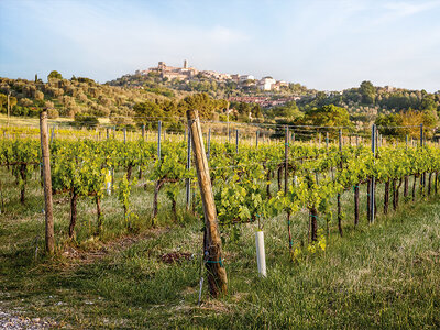 Cofanetto regalo I sapori della Maremma: 1 notte con degustazione di 2 vini e visita alla cantina