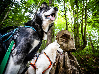 Box Familienabenteuer auf vier Pfoten: Husky-Wanderung nahe Stuttgart