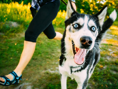 Geschenkbox Tierisch gute Auszeit: Husky-Wanderung nahe Stuttgart für 2 Personen