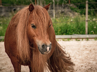 Familienfreude bei einer Minikutschfahrt inmitten der Natur