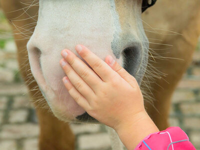 Ponyabenteuer und Tierfreundschaft auf dem Bauernhof für eine Familie