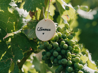 Adoption de parcelles de vignes de 4 domaines bio avec visites et livraison de 4 coffrets personnalisés