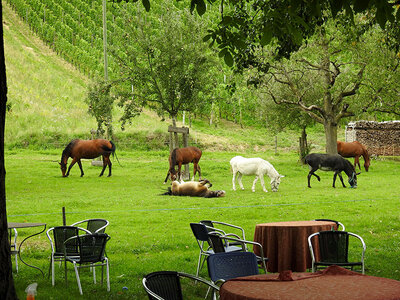 1 ausgefallene Übernachtung im Stroh mit der Familie in der Nähe des Bodensees