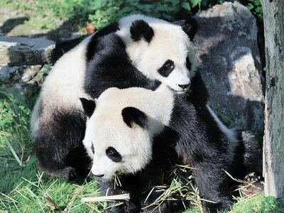 Journée à la découverte des animaux au ZooParc de Beauval en 2024 pour 2 adultes