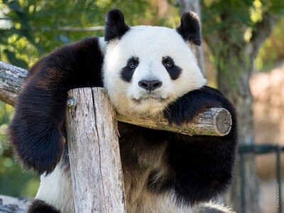 2 journées à la découverte du ZooParc de Beauval en 2024 pour 2 adultes