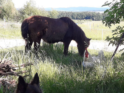 Zottelige Umarmung beim Pferde- oder Pony-Kuscheln