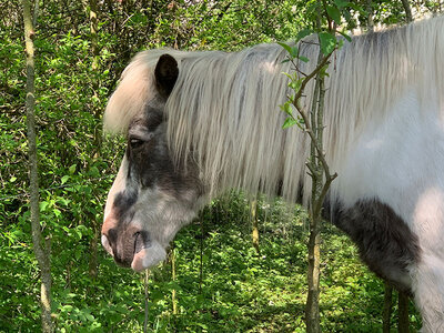 Box Zottelige Umarmung beim Pferde- oder Pony-Kuscheln