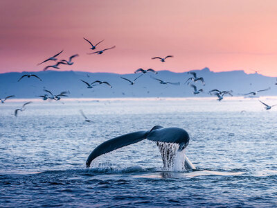 Coffret Séjour en Islande : 3 nuits avec aurores boréales et observation des baleines pour 2