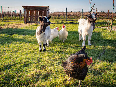 2 jours insolites en dôme avec accès au bain bouillonnant près de Bordeaux
