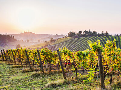 Cofanetto regalo Un brindisi in Toscana: degustazione di 3 vini con visita alla cantina di Castello Pomino