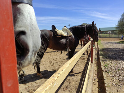 Caja 2 horas de paseo a caballo en pareja en el parque de Doñana, Sevilla