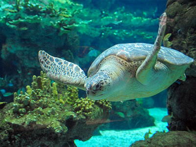 Cena emozionale all’Acquario di Genova e 1 notte in hotel 4*