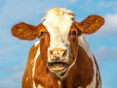 Coffret cadeau Moment meuh-morable : des câlins de vache qui font chaud au cœur en Suisse