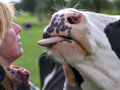 Coffret Meuh-ment de tendresse pour 2 : un après-midi câlin avec des vaches à Poppel