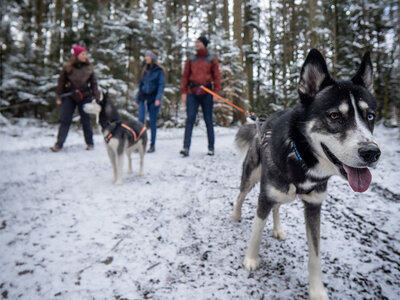 Tierisch gutes Hunde-Erlebnis: Husky-Wanderung nahe Stuttgart für 2