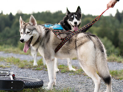 Box Tierisch gutes Hunde-Erlebnis: Husky-Wanderung nahe Stuttgart für 2