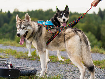 Geschenkbox Familienabenteuer auf vier Pfoten: Husky-Wanderung nahe Stuttgart