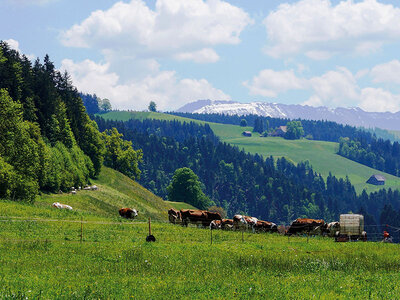 Box 2 Übernachtungen auf einem Bauernhof mit Frühstück im Emmental