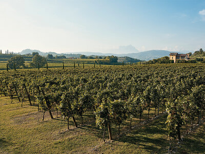 Degustazione di vini con visita in cantina e 2 bottiglie di vino sul Lago di Garda